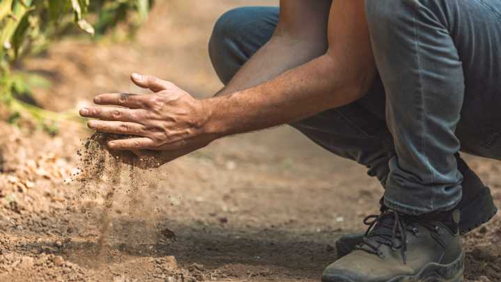 The Shrub With Gorgeous Foliage That Will Thrive Even In Poor Soil