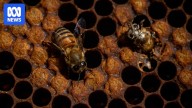 Scramble to protect Kangaroo Island bee colony, one of the world's purest colonies, from varroa mite