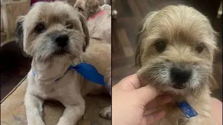 Cercado de Lima: perrito llamado Ogui se perdió tras cohetes por la procesión del Señor de los Milagros [VIDEO]