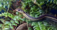 Gardener issues warning over 'worrying' netting trend