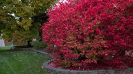 The Fool-Proof Way To Get Rid Of A Burning Bush Plant