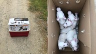 Texas Rescue Team Finds Abandoned Puppies On Their Land And Discovers A Shocking Secret