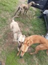 Veinte infracciones a cazadores furtivos y seis por pesca ilegal