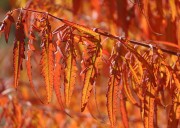 A Few Extras: The photographer's view