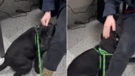Georgia Dog Facing Euthanasia Clings To Shelter Worker Refusing To Let Go