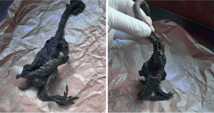 Aclaran el misterio: SAG confirma qué es la extraña cr...