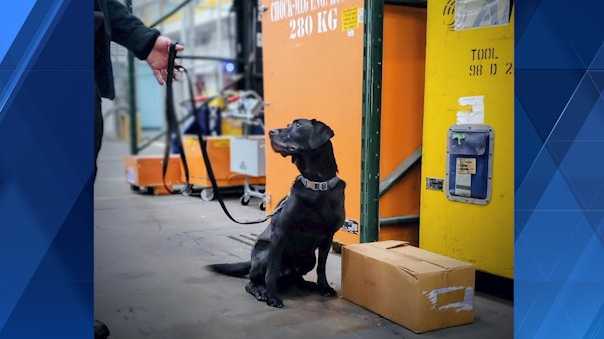 Retired Allegheny County EOD K9, Bentley, dies after battle with cancer