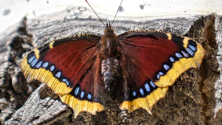 The Mourning Cloak Butterfly Makes Unique Winter Appearances