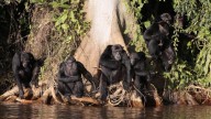Los chimpancés muestran pensamiento crítico: razonan, recuerdan, evalúan y rectifican