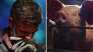 En video: repugnante castigo con cerdos en La Isla – Telemundo Washington DC (44)