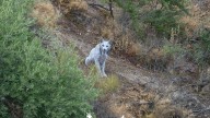 Fotografían un extraño lince de color blanco en Andalucía