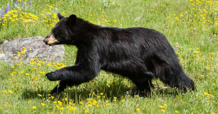 DNA test on Newton County black bear complete