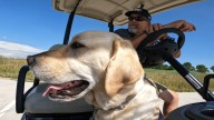 Service dog wakes up veteran during silent heart emergency