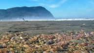 Sea cucumbers wash ashore by the thousands in a coastal Oregon town