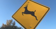 Oxford votes to hire professional sharpshooters to thin region's deer population