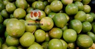 Persiste extorsión a limoneros en Apatzingán; se tienen que ampliar las denuncias: Segob