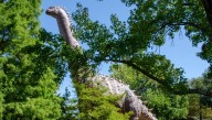 Alamosaurus: At 21 Meters Long, This Titanosaur Is The Largest Land Animal Ever Known To Have Lived In North America