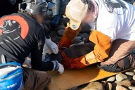Rescatamos a 13 lobos marinos durante la sexta campaña de desenmalle en Isla San Jorge, Sonora