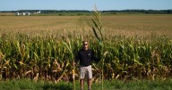 Corn, but shorter: Why Midwest farmers are experimenting with smaller varieties