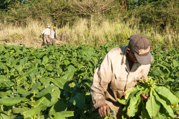 Una vida en las sombras de los campos de Carolina del Norte