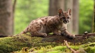 Mató a un puma, fue condenado a un año de prisión condicional y lo obligaron a capacitarse en fauna silvestre