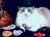 Shoppers Say Their ‘Murder-Minded Cats’ Are Obsessed With These $9 Halloween Toys & ‘Get Angry’ if Another Pet Looks at Them