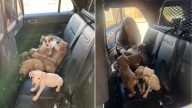 Kansas Police Officers Rescue 13 Puppies Suffering Near The Road And In Need Of Help