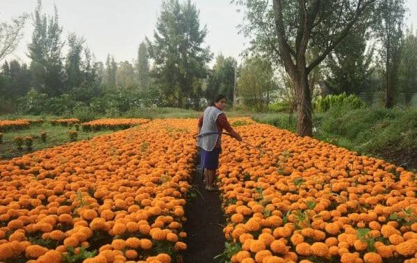 Esta flor naranja cubre México durante el Día de Muertos. El cambio climático la está poniendo en riesgo