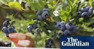No traces of banned chemical thiometon found in blueberries, NSW authorities say, contradicting previous claim