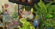 Largest plant convention in the world, PlantCon 2025, wraps in Dallas