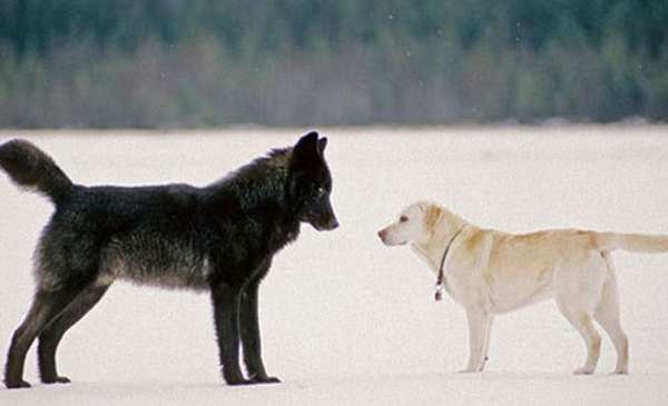 Encontraron un híbrido entre lobo y perro en Grecia: el hallazgo que cambia todo