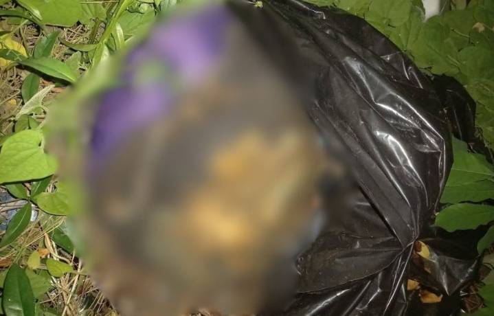 Investigan a crematorio de mascotas por fraude y maltrato animal