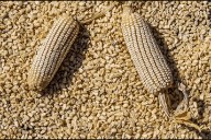 Llama gobierno al diálogo a agricultores en medio de bloqueos por precio del maíz