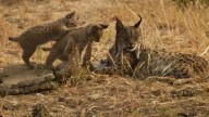 Lince en Andalucía: su población aumenta con tres nuevos cachorros
