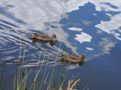 Avistamiento de aves andinas impulsa el ecoturismo en Nariño