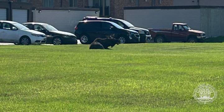 Fargo Police warn of Moose in the area