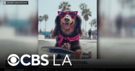 A preview of The Day of the Dog festival in Santa Monica
