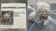 Dog Found In California Roadside Chaos Turns Out To Be Someone Very Special