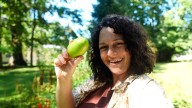 Where to try pawpaw, Long Island's forbidden fruit