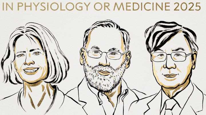 Nobel de Medicina 2025: Brunkow, Ramsdell y Sakaguchi, premiados por revelar el "freno" del sistema inmune
