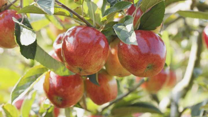 One Of The Nation's Best Apple Orchards Is Hiding In Connecticut