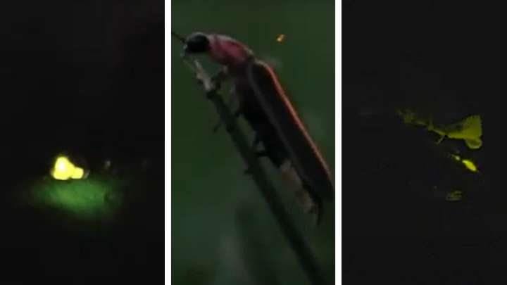 Especie de Luciérnaga Descubierta en Chapultepec Ya Tiene Nombre: ¿Quién Fue María Sabina?