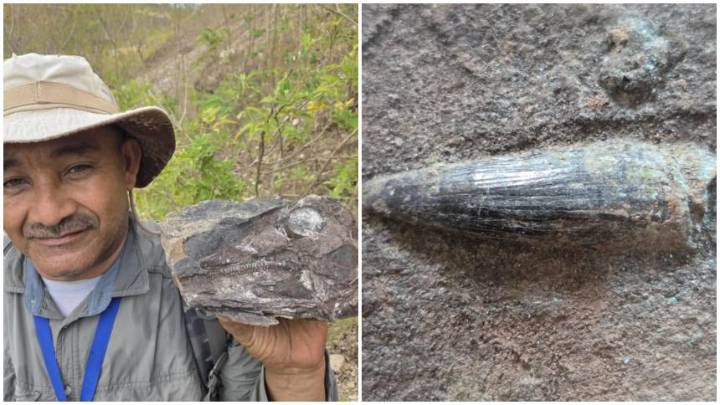 EN FOTOS: Hallaron en Táchira los restos fósiles de un ‘ictiosaurio’, un reptil marino de hace 100 millones de años