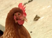 Bismarck city commission to consider backyard chickens, again