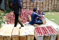 14,000 MT of Apples Transported out of Kashmir Despite Highway Blockade: Govt