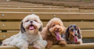 One expensive dog breed is named as the type with the most pampering paw