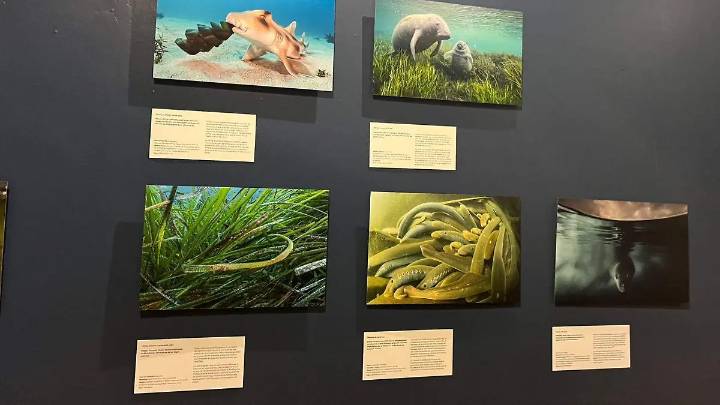 Fotografía y arte británico llegan al Cervantino 2025 en Guanajuato