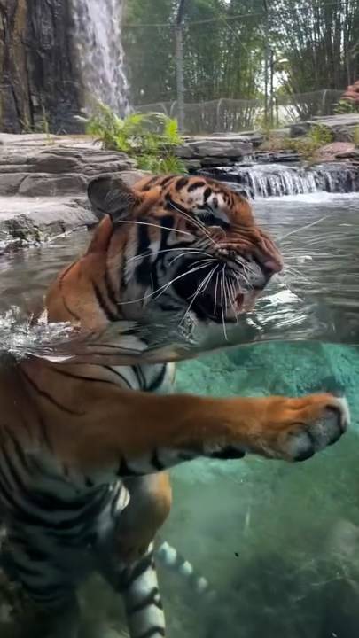 Beppy the tiger cub shows off swimming skills at Jacksonville Zoo and Botanical Gardens