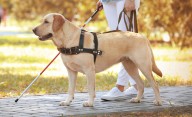 Animales de servicio vs. los de apoyo emocional