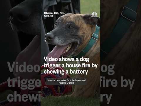 Video shows a dog trigger a house fire by chewing a battery
